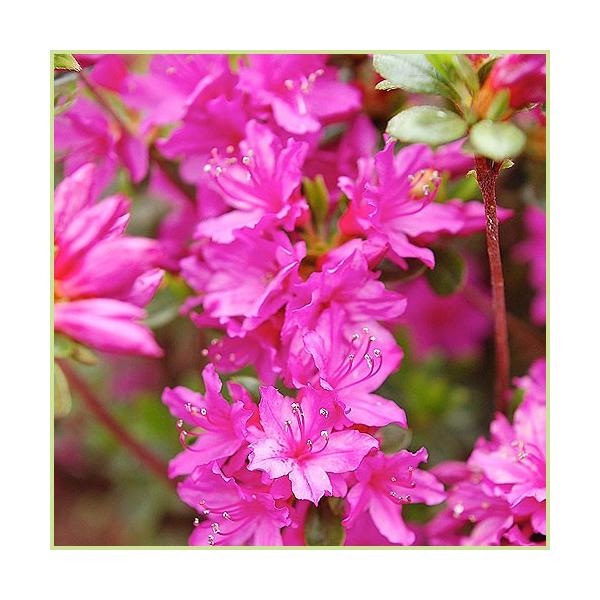 久留米ツツジ（くるめつつじ）「胡蝶の舞」の苗木を販売しています。八重咲きのツツジです。薄紫色の久留米ツツジです。花弁下に有るガクが花に見え、八重咲き(2段咲き)に見えます。寒さに強く寒地の植え込みに向いています。つつじ（ツツジ）は、和風・洋...