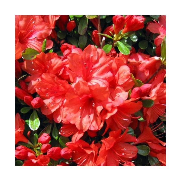 久留米ツツジ苗木 本霧島 ホンキリシマ Buyee Buyee Japanese Proxy Service Buy From Japan Bot Online