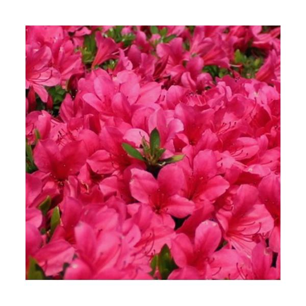 皐月（サツキ・さつき）「伊勢路紅」の苗木を販売。花付き良く育てやすい。サツキ「伊勢路シリーズ」は、クルメツツジとサツキツツジを掛け合わせた新品種です。 5月のＧＷ頃に満開になる人気のサツキツツジです。 クルメツツジの血を引くため葉を覆う様に...