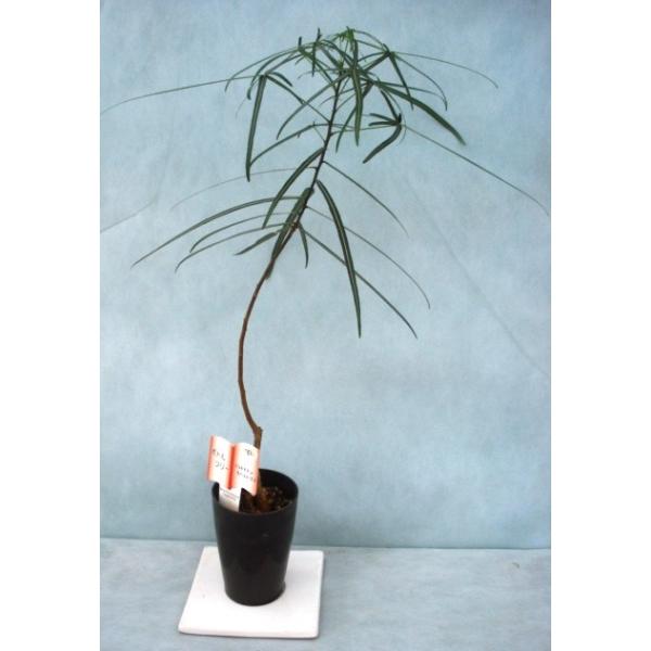 ボトルツリー ブラキキトン ルペストリス Hk 121 フラワーガーデン 花小径 通販 Yahoo ショッピング