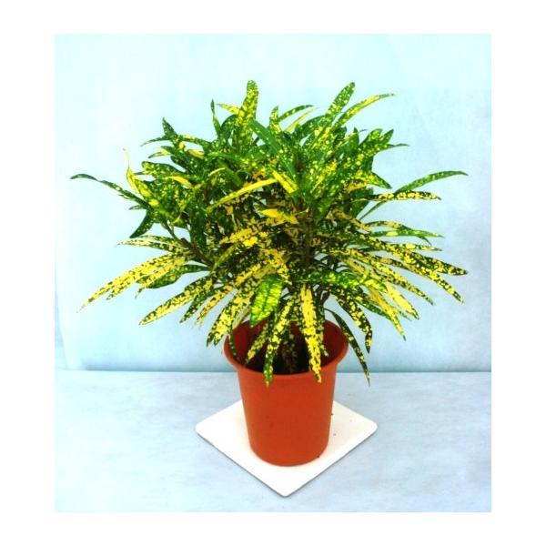 クロトン ゴールドスター Hk 124 フラワーガーデン 花小径 通販 Yahoo ショッピング