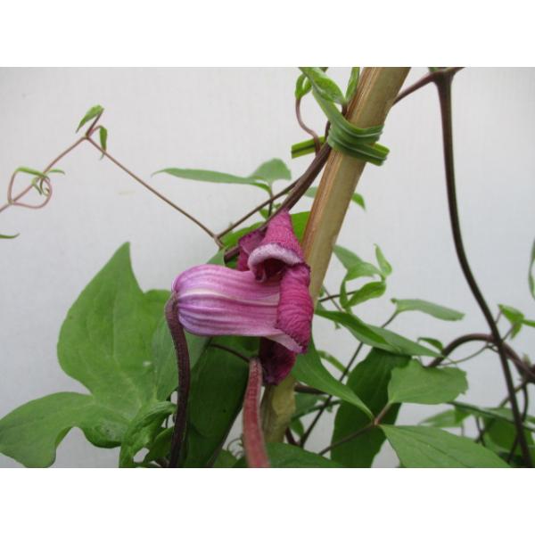 ★花弁の内側が落ち着いた深い赤色の素敵なベル型クレマ。　★花弁の縁がレースのようなフリルが、かわいらしい。★花の写真は一例です。★竹間園芸様の苗で、寒い中芽が出たばかりの苗です。★3.5号ポット苗は土が柔らかいため、輸送中に土がこぼれること...