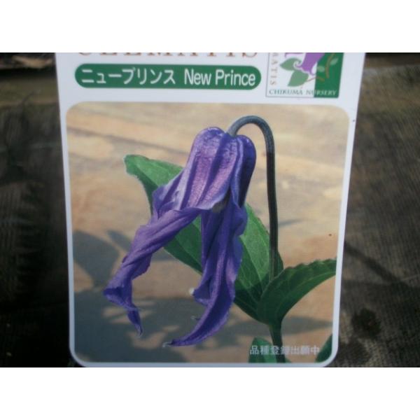 ★少し大きめの濃い紫色の、少しねじれたベル型クレマチス。　　★四季咲きタイプの木立姓で、自然に絡まない。＊お届けは芽が出たばかりの苗です。 ★2026/2/6・撮影★昨年竹間園芸様から入荷しました。---------------------...