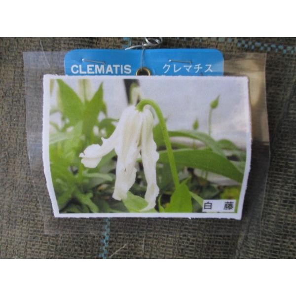 クレマチス 白 苗の人気商品 通販 価格比較 価格 Com