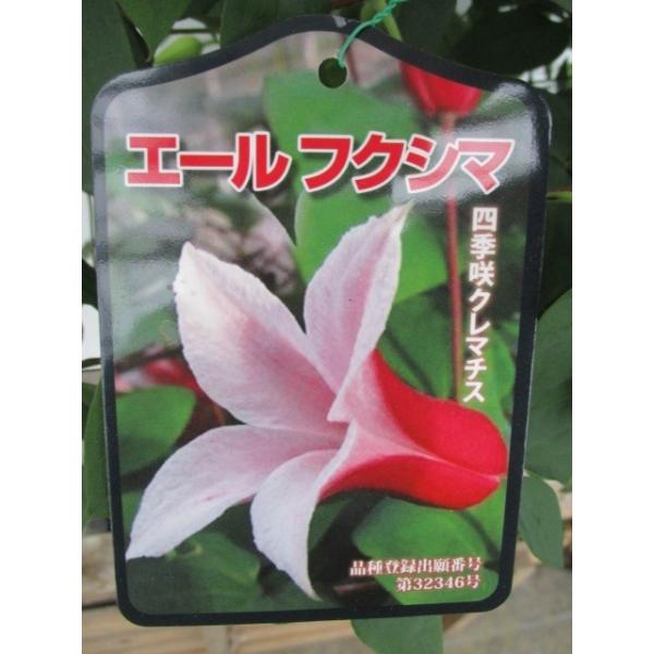 新品種 エールフクシマ ６号行燈作り Clte 001 花工房 たんぽぽ 通販 Yahoo ショッピング