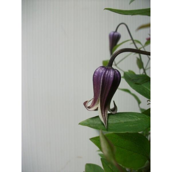 ★『藤煤竹』で、竹間園芸様の苗です。★寒い中、芽が出たばかりの苗です。。（2026/2/1・撮影）★個体差はあります。　★花の写真は参考まで。---------------------------------------【お届け商品サイズ】...