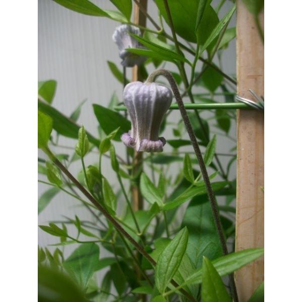 魅惑のクレマチス・白菫】4.5号ポット芽出し苗・ヴィオルナ