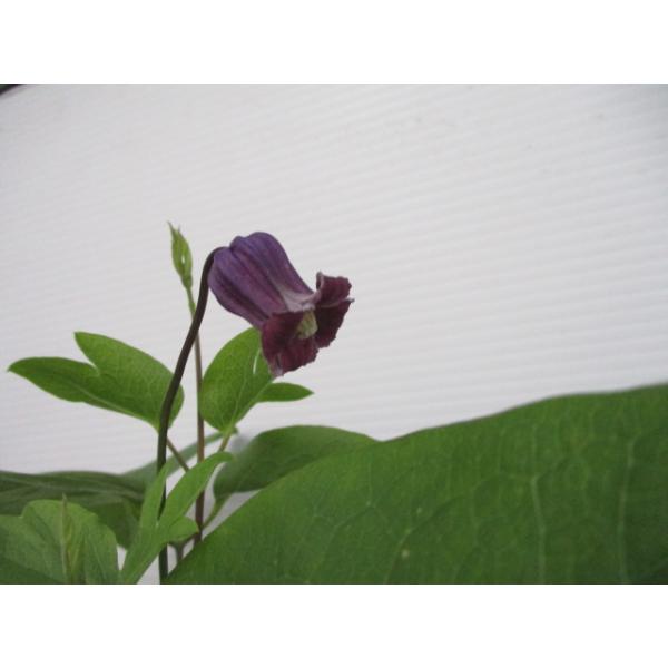 現品】【魅惑のクレマチス・藍玉】3.5号ポット苗・ヴィオルナ