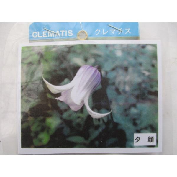 ★うす紫で、先端が白く抜け、大きく反り返った花びらが素敵なつぼ型クレマ。　★上品な色合いは、柔らかいグラデーションでやさしげです。　★『竹間園芸』様より入荷した苗です。★寒い中、芽が出たばかりの苗です。（2026/2/1撮影）★個体差はあり...