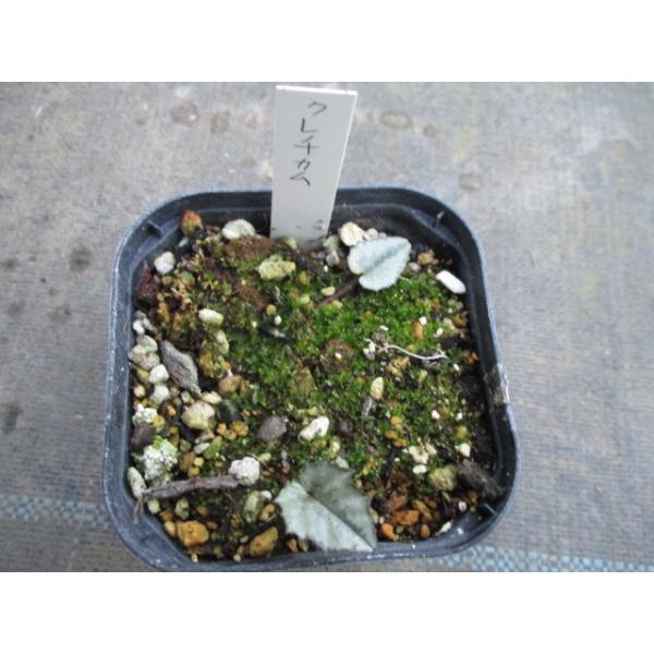 希少 原種シクラメン クレチカム小苗 球根植物 春咲き 宿根草