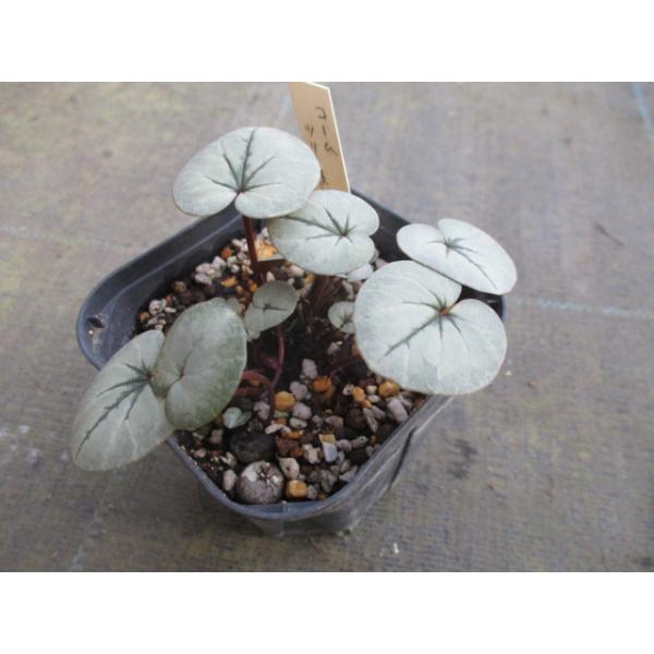 【商品サイズ】　3号ポット　★小さな丸弁の花がかわいい原種のシクラメン。★葉が出てから花が咲きます。★お届けはナーセリーで厳選されたきれいな『コーム・ツリー模様』です。 (2026/1/30撮影)★花色はピンク系です。-----------...