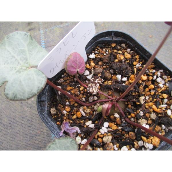 英国シクラメン協会ジャーナル16冊 幻の原種シクラメン ソマレンセ タイルバーン 英国シクラメン協会ジャーナル16冊 幻の原種シクラメン ソマレンセ