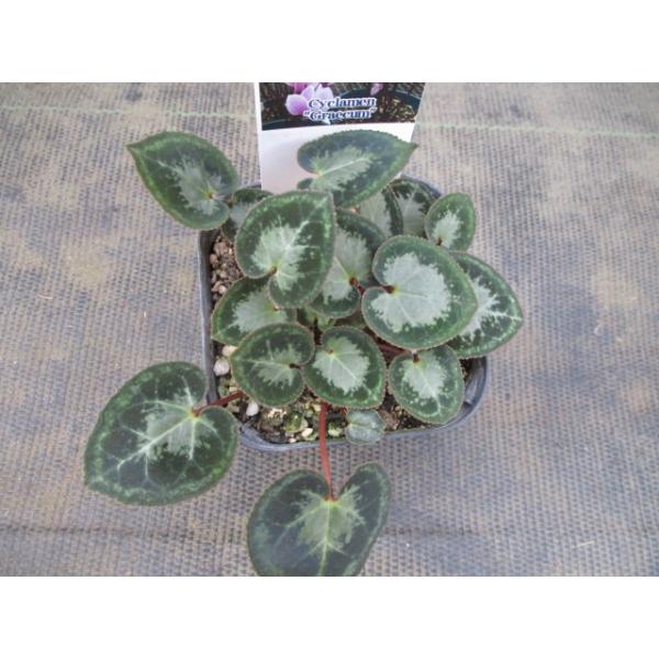 【商品サイズ】　3号ポット　（2025/12/19撮影）★秋咲き品種。★この品種は開花中に葉が出ることが多いです。★路地植えは向かないので鉢植えで楽しみましょう。★流通が少なくレアものです。★葉のきれいな充実株を選んできました。★お好きな株...