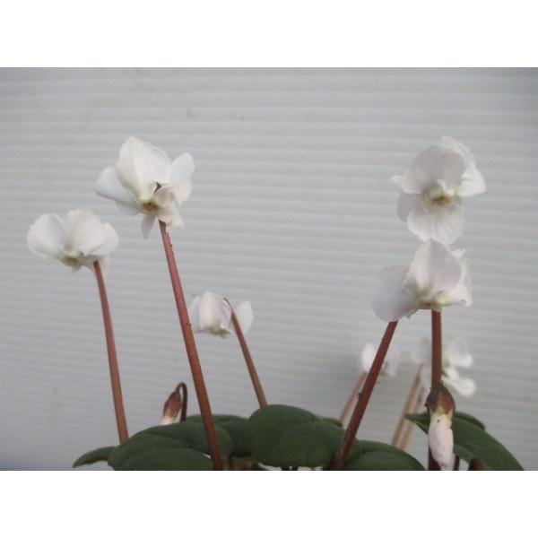 yVNER|ESnCcz~炫E3|bgEAEh