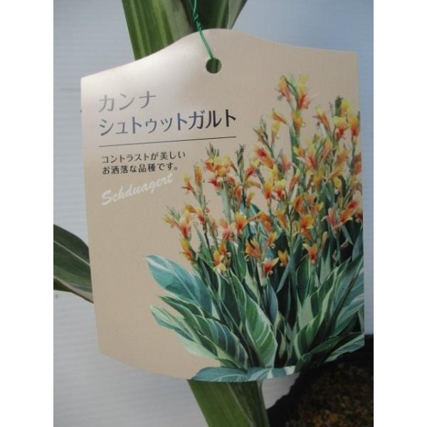 カンナ 苗の人気商品 通販 価格比較 価格 Com