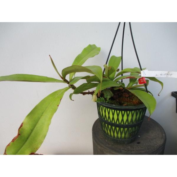 観葉植物 食虫植物 ウツボカズラの人気商品 通販 価格比較 価格 Com