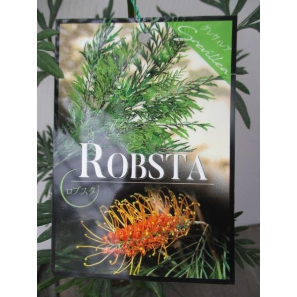 珍しい 花 苗の人気商品 通販 価格比較 価格 Com