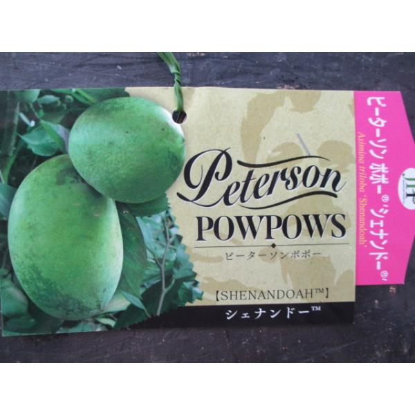 ピーターソンポポー『シェナンドー』接ぎ木苗】（5号）おすすめ果樹