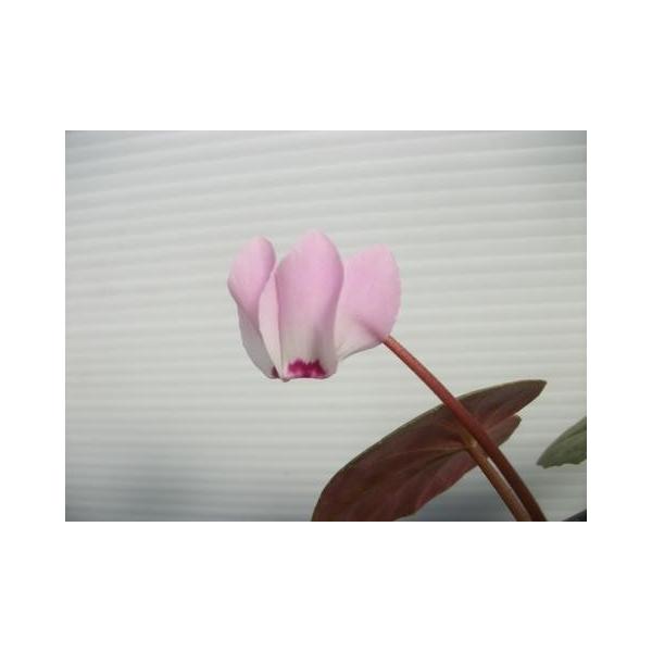 【商品サイズ】　3号ポット苗　★春に丸みを帯びた愛らしい花を咲かせます。★花色は白から薄ピンクのグラデーションで、口元に赤紫のＭ字模様が入る。★花にはスパイシーな香りがあります。★絶滅したと考えられていたため、2014年にやっと調査が行われ...