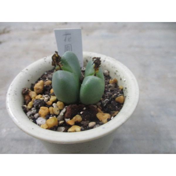 観葉植物 コノフィツムの人気商品 通販 価格比較 価格 Com