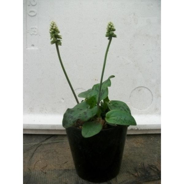 yAzyAzyh~IvVXE}N|^z3|bgi2`3jELWJNV