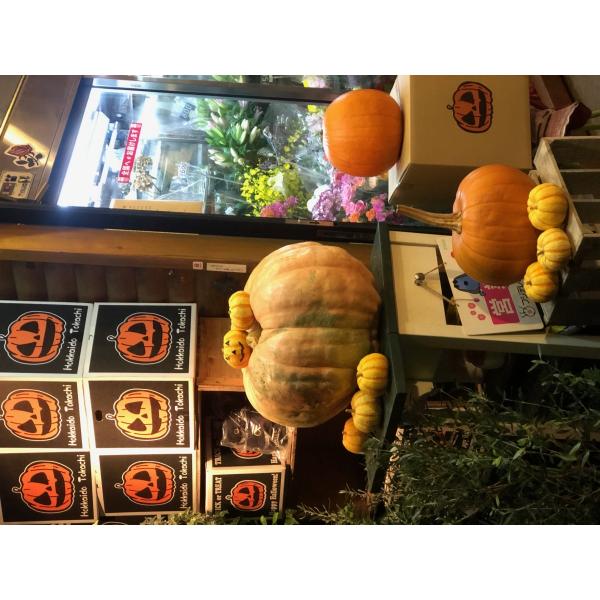 かぼちゃ その他の農業資材 ガーデニング用品の人気商品 通販 価格比較 価格 Com