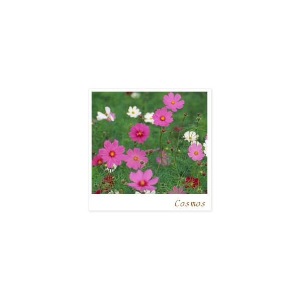 コスモス 安曇野コスモスバスケット 秋桜鉢植え敬老の日の贈り物に 9月上旬より出荷いたします Buyee Buyee Japanese Proxy Service Buy From Japan Bot Online