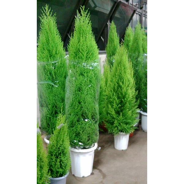 ゴールドクレスト開店 御祝い 庭木ガーデニング 花壇などに高品質ゴールドクレスト10号鉢 Buyee Buyee 日本の通販商品 オークションの代理入札 代理購入