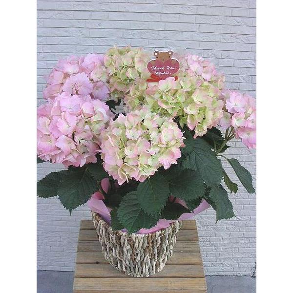 ̓̑蕨 sÑAWTC @