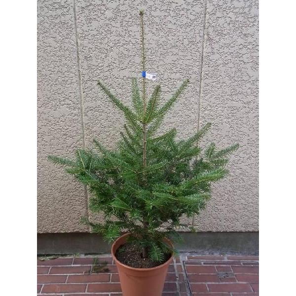 モミの木 もみの木高さ100cm(鉢植え) クリスマスツリーに最適 モミの木 もみの木高さ100cm(鉢植え) クリスマスツリーに最適