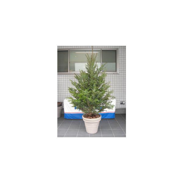 もみの木 植木の人気商品 通販 価格比較 価格 Com