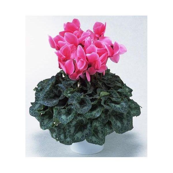 iIVN@lC̏isÑVN@ΕEjEɂ