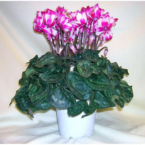 i@IVN@lC̏irNgAΕ@j@ɂ