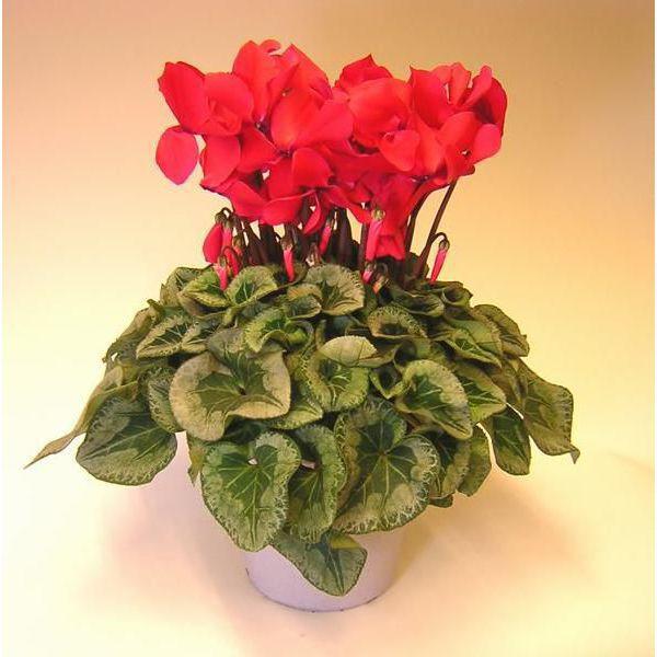 iIVN@lC̏i(ԐF̃VNjΕEjEɂ