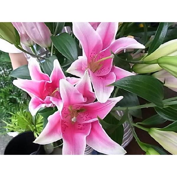 人気大割引 オリエンタルユリ ソルボンヌ５本２0輪以上 オリエンタルユリ 御供えなど高品質 楽屋花 開店祝い 記念日 お誕生日 ソルボンヌの花束 花束 切花 Www Tvusac Com