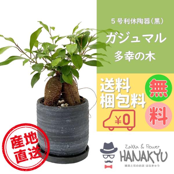 【現品】根上りガジュマル 曲がり お祝いギフト モダンインテリア黒 hanakyu_hanakyu-mn-gaju05-002
