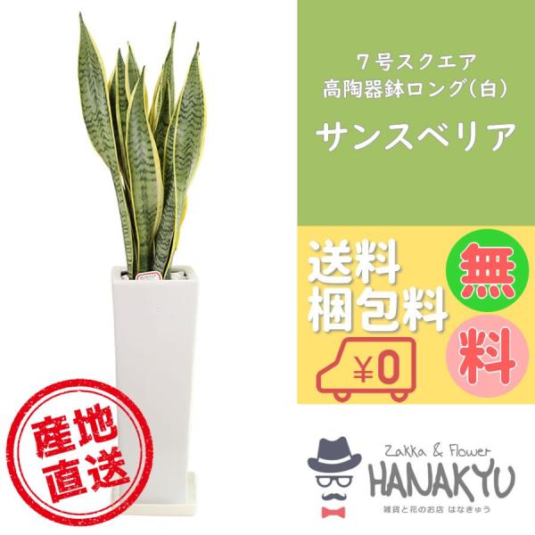 送料無料 敬老の日 人気の観葉植物 おしゃれ サンスベリア ７号 スクエアロング陶器鉢 白 ギフト 自分用 インテリア 風水 マイナスイオン 受け皿付き 高さ約85cm Hanakyu Mn Sans07 006 Zakka Flower Hanakyu 通販 Yahoo ショッピング