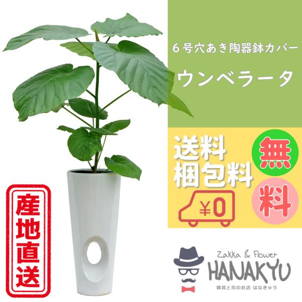 ウンベラータ 総合 Favofavoitems