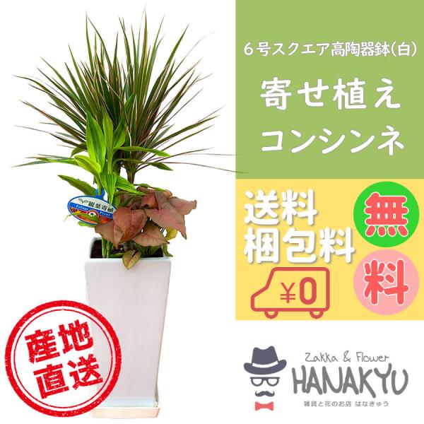 観葉植物 おしゃれ 人気 種類 開店祝い 新築祝い ドラセナ・コンシンネ