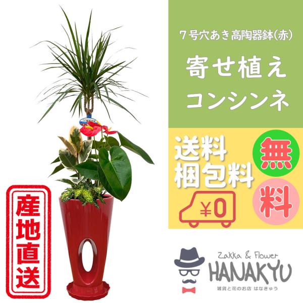 観葉植物 おしゃれ 人気 種類 開店祝い 新築祝い ドラセナ・コンシンネ
