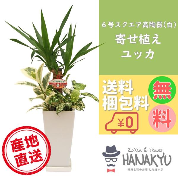 観葉植物 おしゃれ 人気 種類 開店祝い 新築祝い ユッカ 青年の木 寄せ 