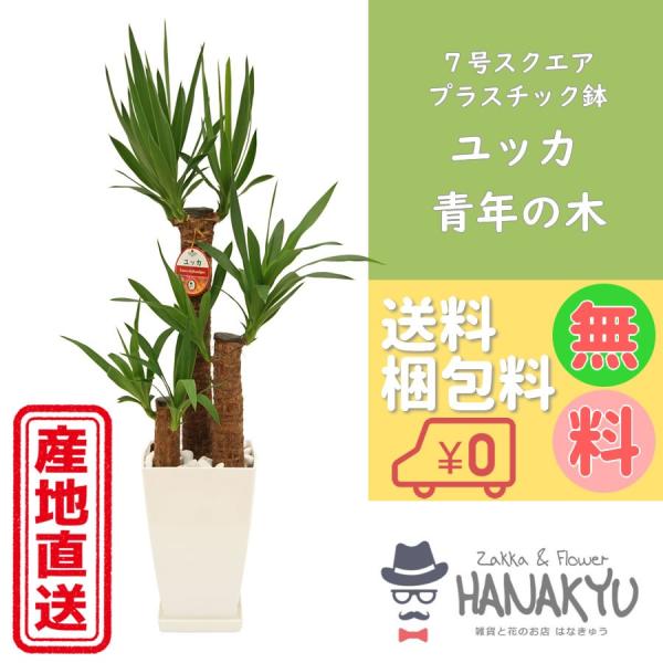 ユッカ（青年の木）をお譲りします。 送料無料 観葉植物 おしゃれ 人気 ユッカ/青年の木 7号 角 スクエア