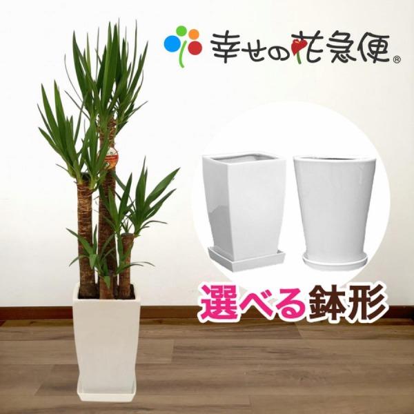 観葉植物 ユッカ(青年の木)8号陶器-角丸鉢 開店祝い インテリア 人気