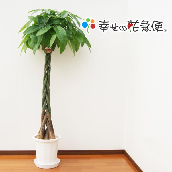 u*8様 王冠竜 10号鉢 佐川急便発送込 u*8様 王冠竜 10号鉢 佐川急便発送込