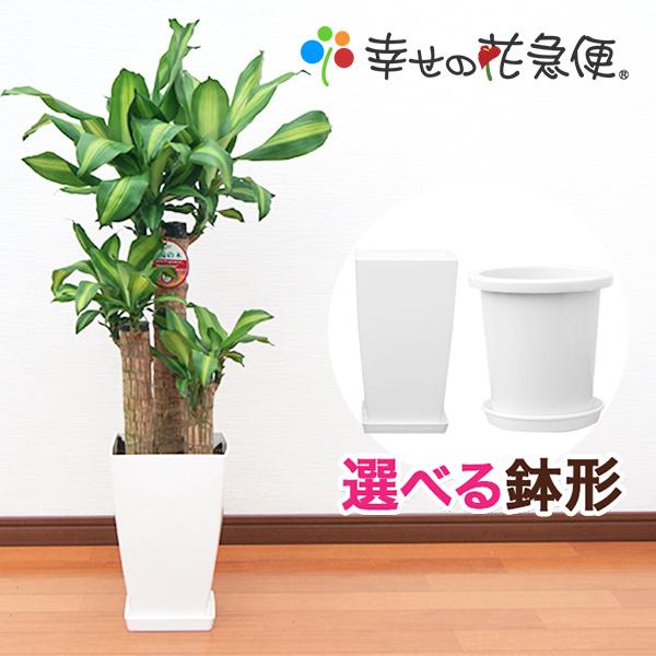 ◆商品詳細◆【サイズ】角鉢　直径 18cm　高さ 19cm丸鉢　直径 21cm　高さ 24cm植物全体(鉢含む)　高さ約90cm【鉢】プラスチック鉢（受け皿付き）【サービス】花急便オリジナル管理説明書付き品質保証【配送】ヤマト宅急便【用途】...