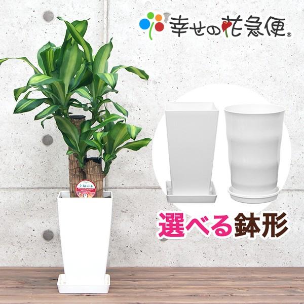 うえきばち 観葉植物 幸福の木6号プラスチック鉢 高さ約65cm 4月上旬より