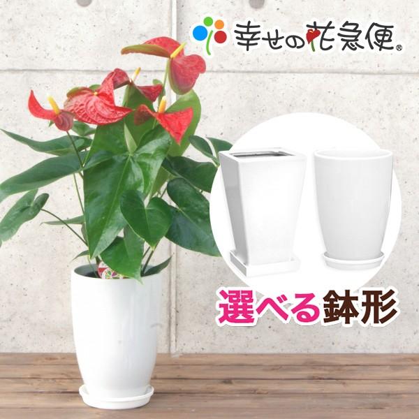 観葉植物 アンスリューム ダコタ 6号鉢 人気 新築祝い 観葉植物の生産直売 幸せの花急便 通販 Yahoo ショッピング