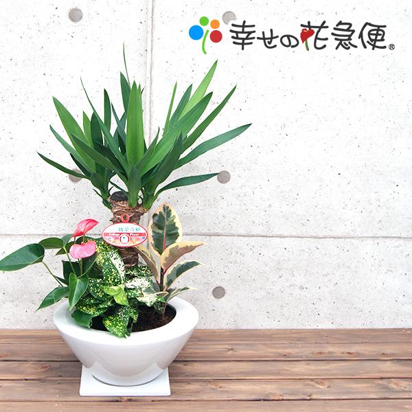 観葉植物 寄せ植え ユッカ 7号浅陶器鉢 人気 ランキング Buyee Buyee Jasa Perwakilan Pembelian Barang Online Di Jepang