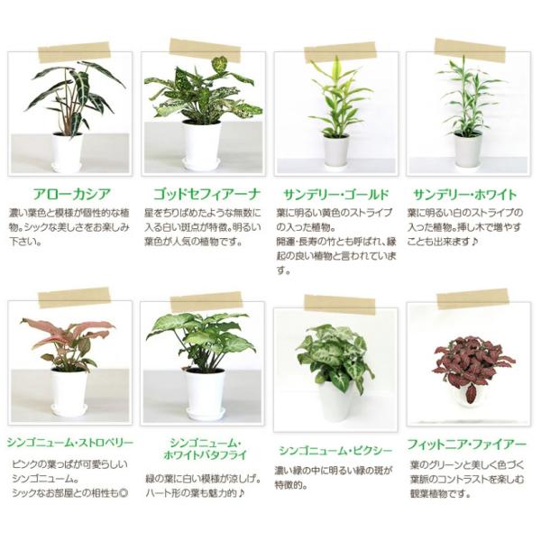 選べるミニ観葉植物 4鉢セット 送料無料 Buyee Buyee Japanese Proxy Service Buy From Japan Bot Online