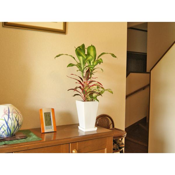 観葉植物 寄せ植え ユッカ 6号角陶器鉢 誕生日プレゼント インテリア 人気 Buyee Buyee Japanese Proxy Service Buy From Japan Bot Online